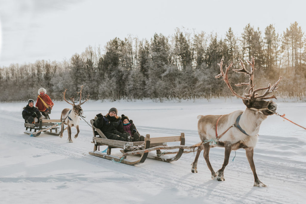 Reindeer sledding tour in Alta Norway