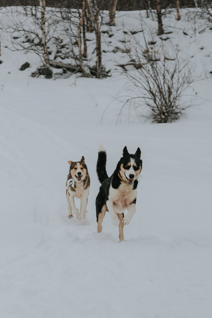 Husky dogs running towards bride and groom on the day of their winter wedding in Alta Norway