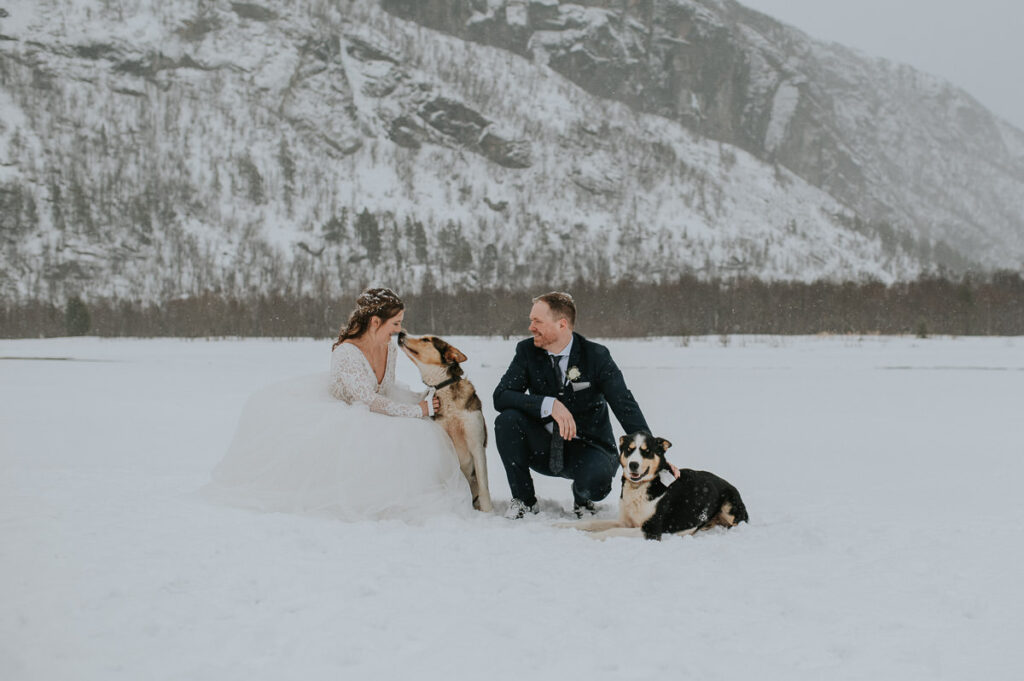 Bride and groom portraits with their husky dogs on the day of their dogsledding winter wedding in Alta Norway