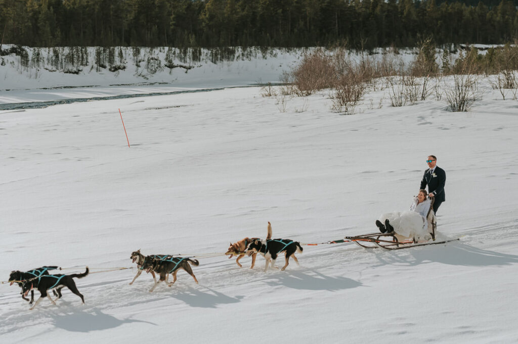 Bride and groom dogsledding  with their husky dogs to their winter wedding in Sorrisniva igloo hotel  Alta Norway