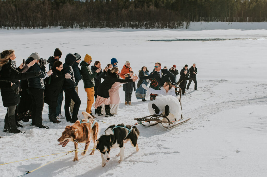 Bride and groom dogsledding  with their husky dogs to their winter wedding in Sorrisniva igloo hotel  Alta Norway while the guests are waiting in excitement and trying to clap their hands to the bride and groom