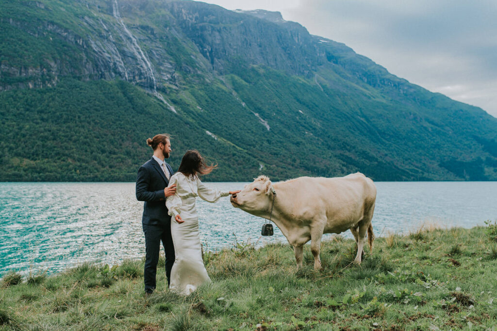 Bride and groom met some cows on their elopement day and greeting them in front of the beautiful glacier lake Lovatnet in Loen
