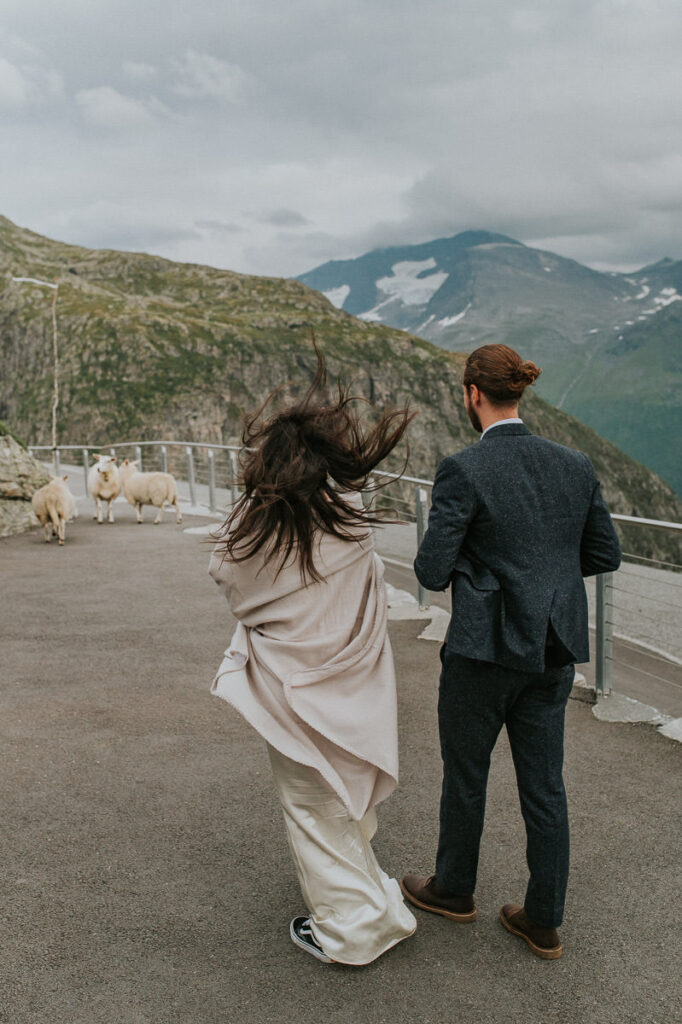 Bride and groom met some sheeps while hiking in the mountains of Western Norway