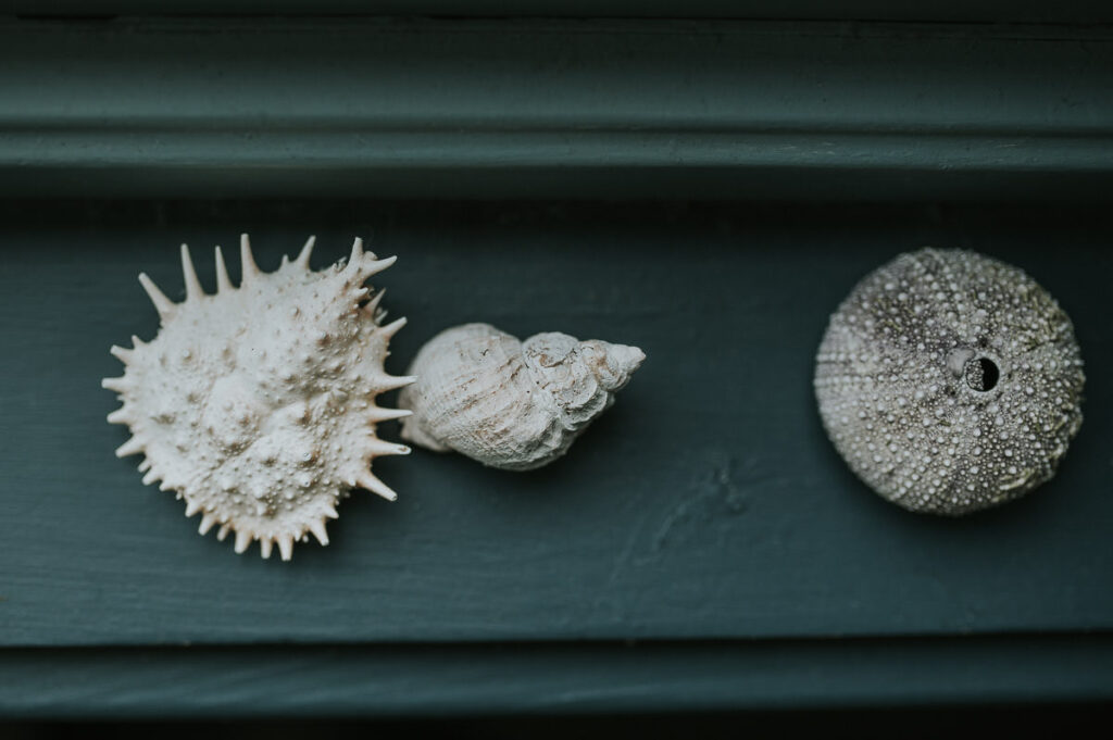 Sea shells displayed on a window frame