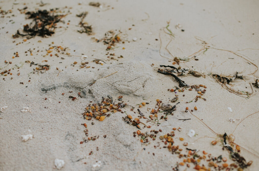 Sea grass and shells on a white sandy beach