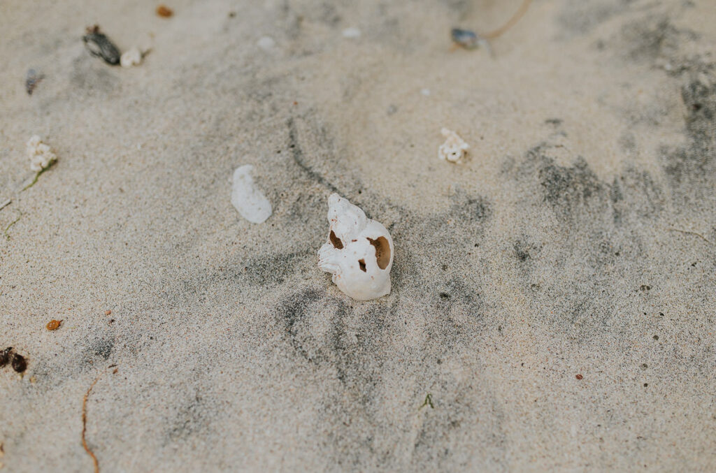 Sea grass and shells on a white sandy beach