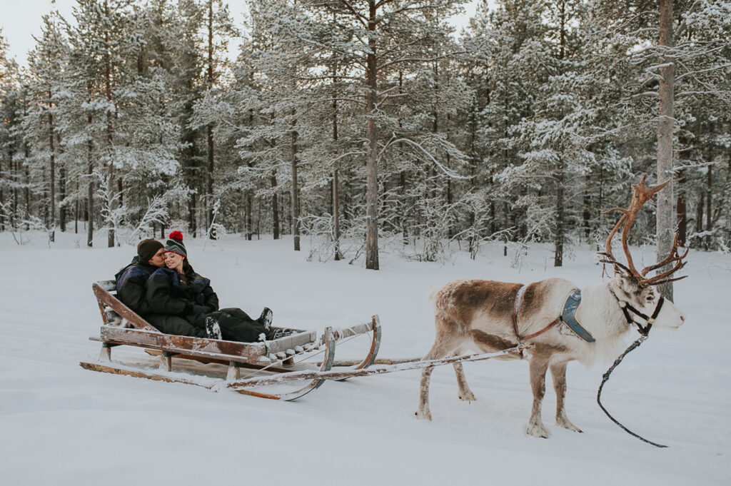 Cute couple reindeer sledding in a winter forest in Alta Norway