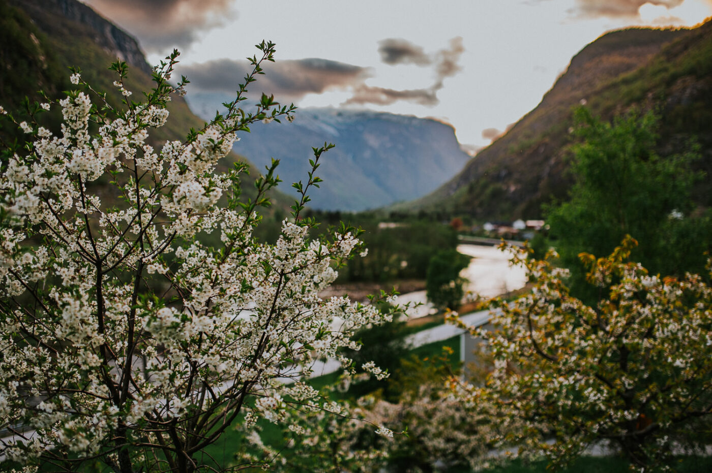 Blooming apple trees in Aurland Western Norway with mountains and wild river in the background