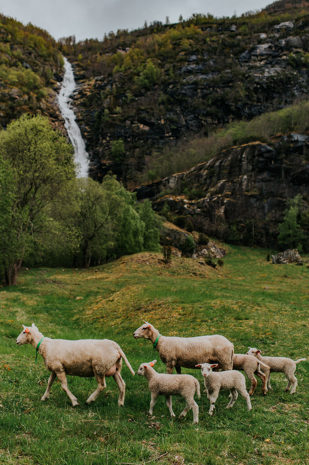Sheep walking by the waterfall in Aurland Norway