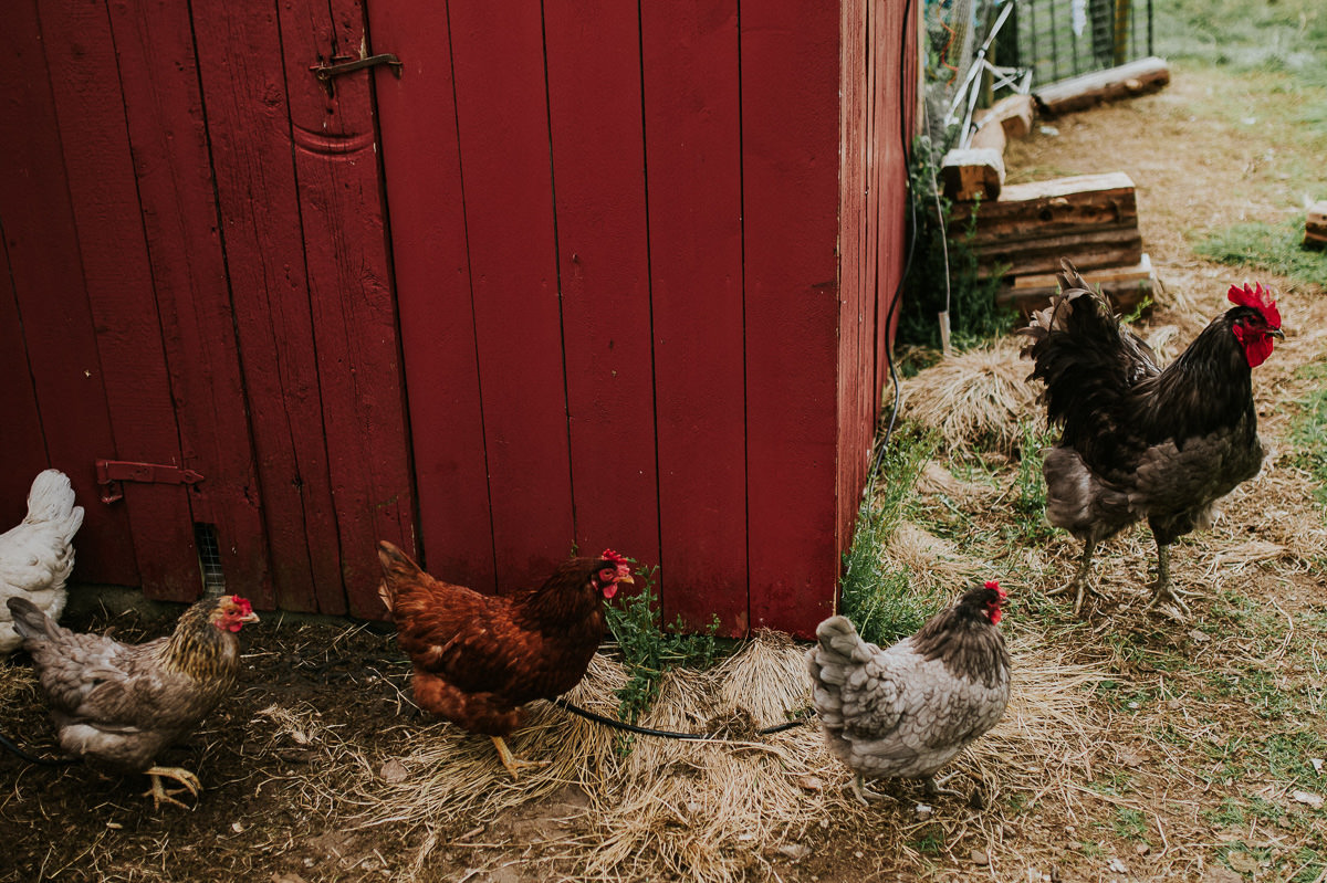 Noen høner spaserer utenfor et rødt hus