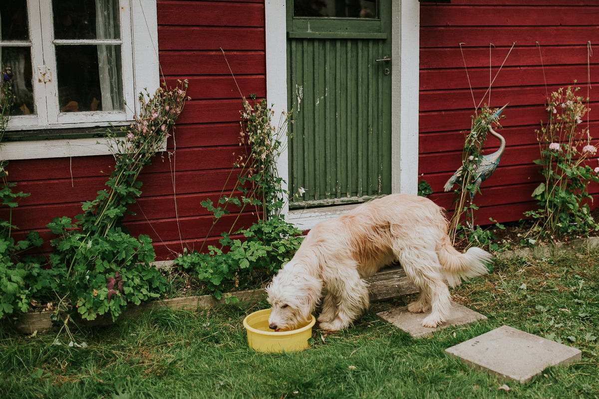 En hund drikker vann utendørs utenfor et rødt hus