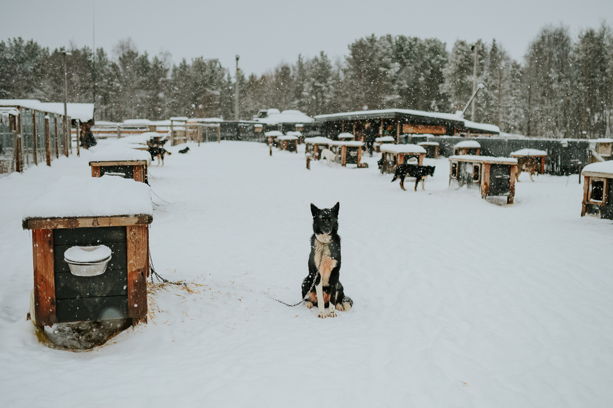 Cute husky at a husky farm in Alta Norway under a beautiful snowfall